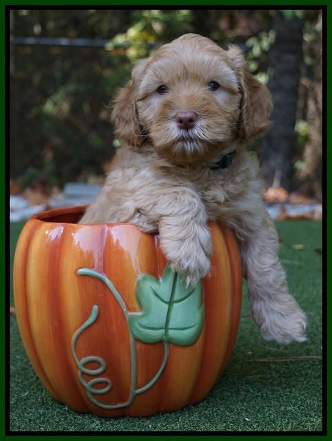 Sky Flicker pups 6 wks old 191