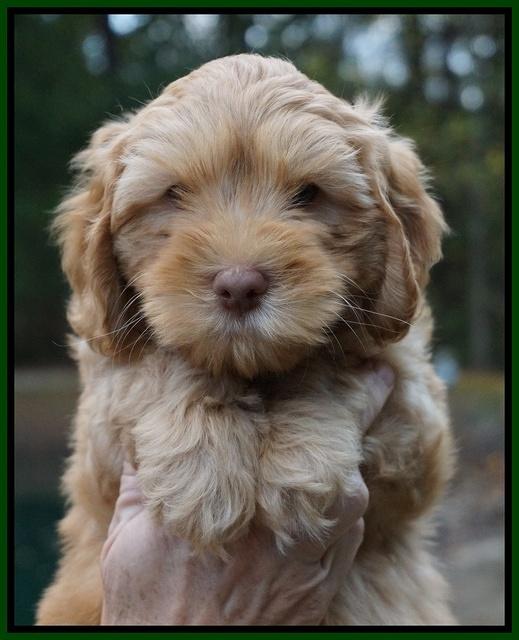 Sky Flicker pups 7 wks old 221