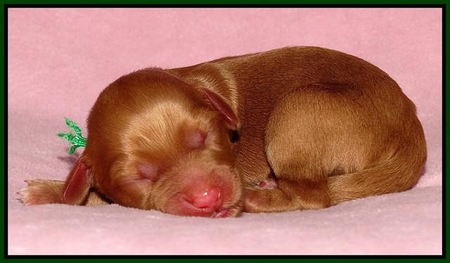 Sky Flicker pups newborn61