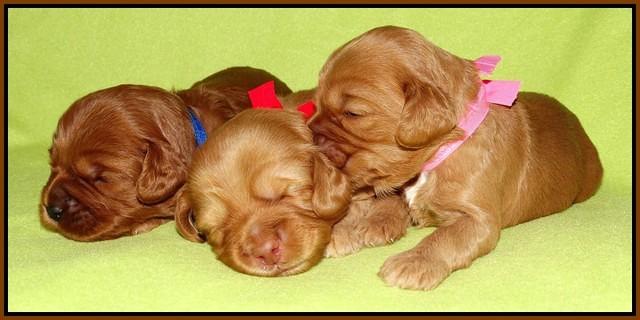 Sky Flicker pups 2 wks old 211