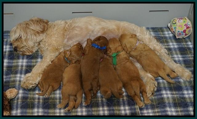 Sky Flicker pups 3 wks old11