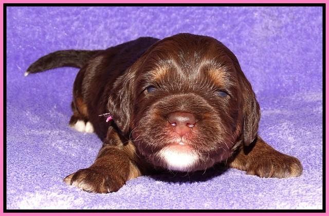 Shelby Duke pups 2 wks old 31