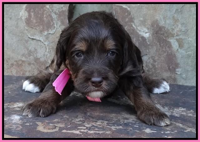 Shelby Duke pups 3 wks old 11