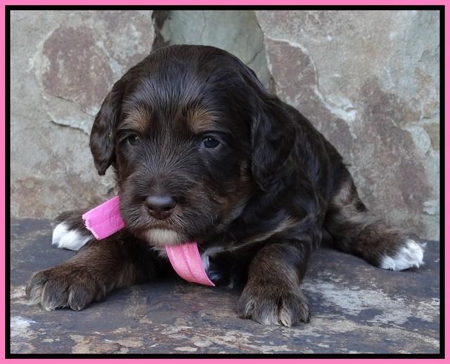 Shelby Duke pups 3 wks old 21