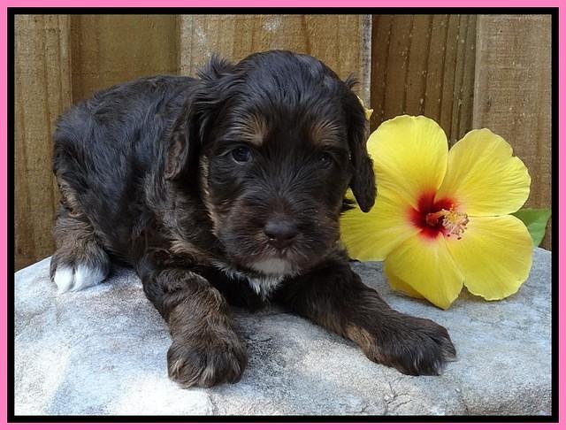 Shelby Duke pups 4 wks old 11