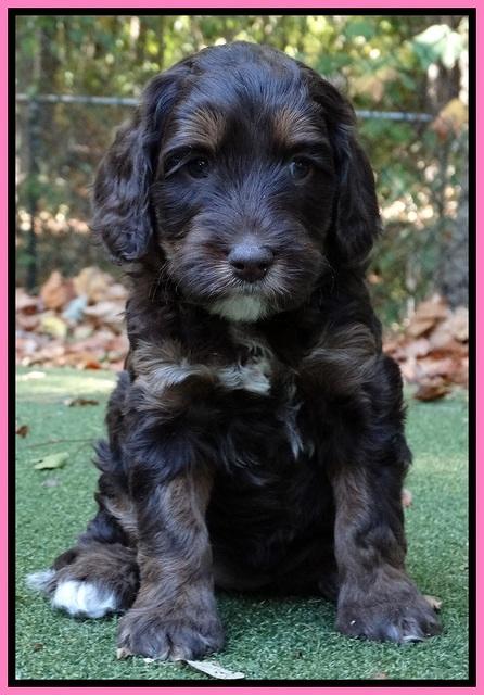Shelby Duke pups 5 wks old31