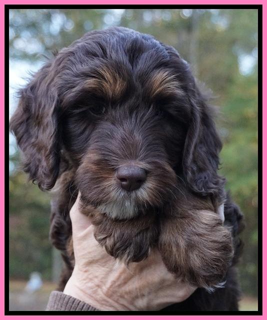 Shelby Duke pups 7 wks old 11