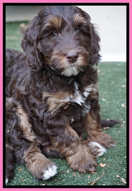 Shelby Duke pups 7 wks old 21