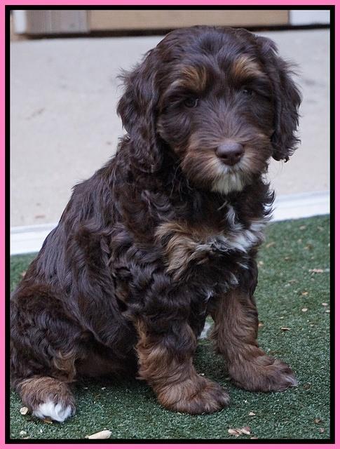 Shelby Duke pups 7 wks old 61