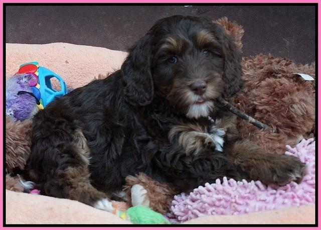 Shelby Duke pups 7 wks old 71