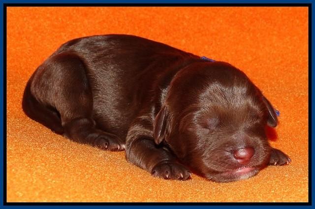 Shelby Duke Newborn puppy 91