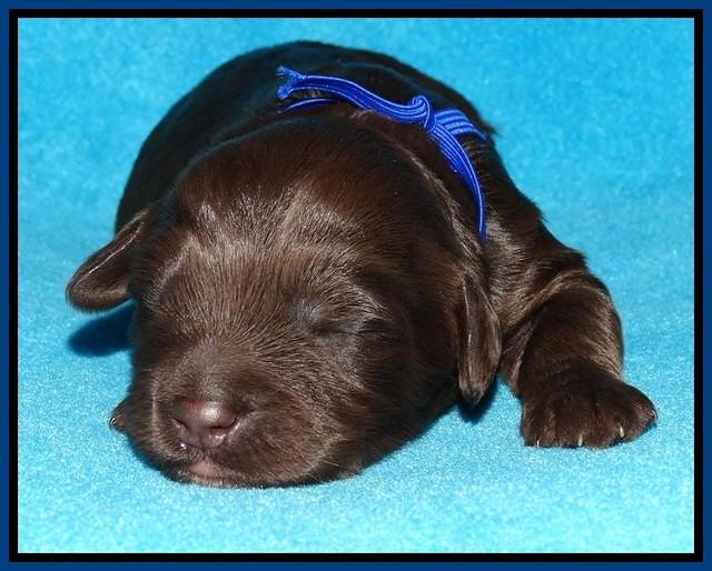 Shelby Duke pups 1 wk old 61