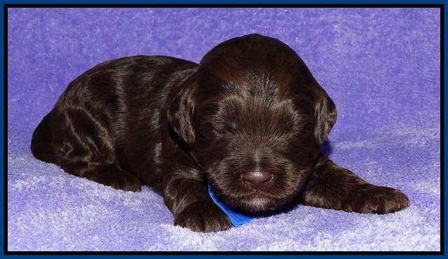 Shelby Duke pups 2 wks old 51