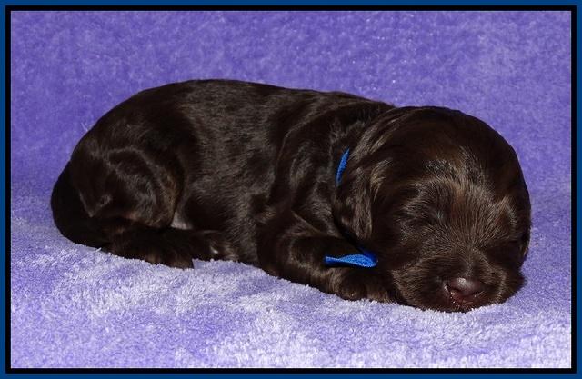 Shelby Duke pups 2 wks old 71