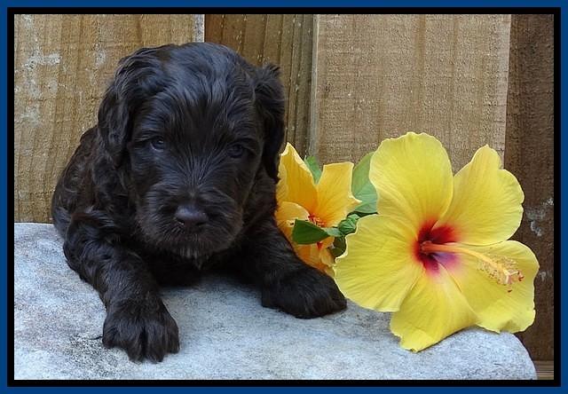 Shelby Duke pups 4 wks old 31