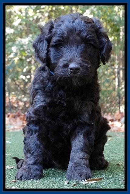 Shelby Duke pups 5 wks old41