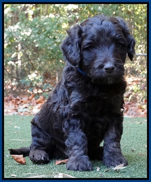 Shelby Duke pups 5 wks old51