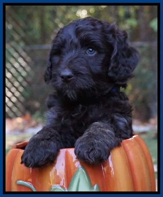 Shelby Duke pups 6 wks old 181