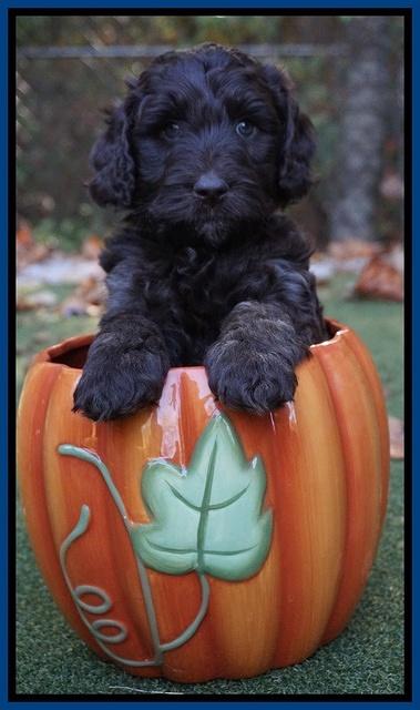 Shelby Duke pups 6 wks old 191