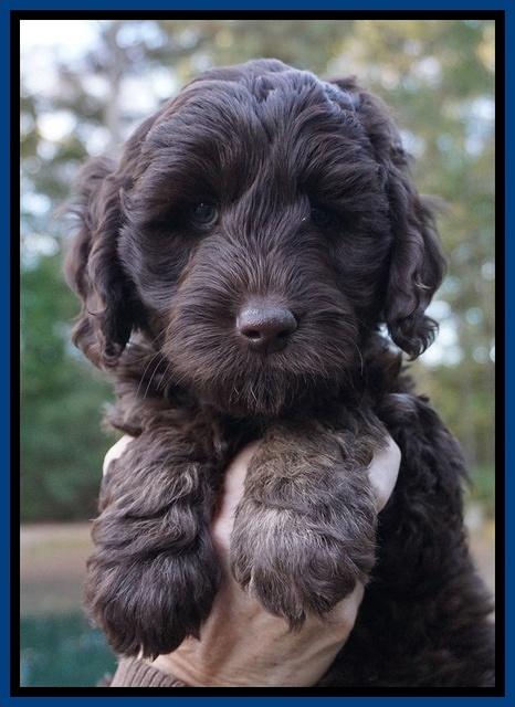 Shelby Duke pups 7 wks old 81