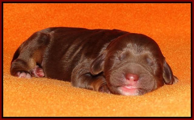 Shelby Duke Newborn puppy 111
