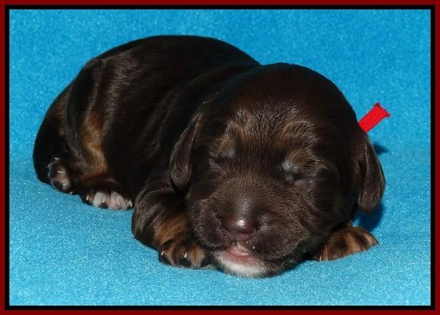 Shelby Duke pups 1 wk old 101
