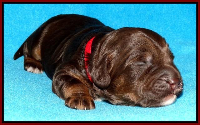 Shelby Duke pups 1 wk old 111