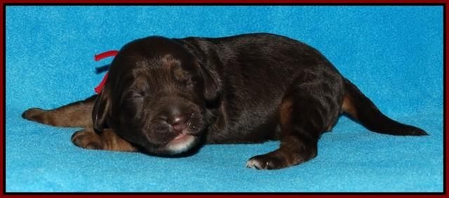 Shelby Duke pups 1 wk old 81