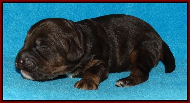 Shelby Duke pups 1 wk old 91