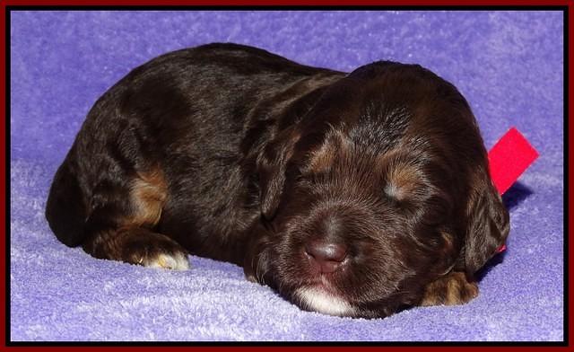 Shelby Duke pups 2 wks old 101