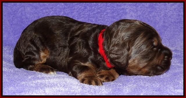 Shelby Duke pups 2 wks old 81