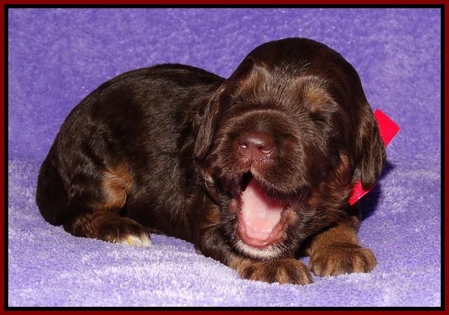 Shelby Duke pups 2 wks old 91