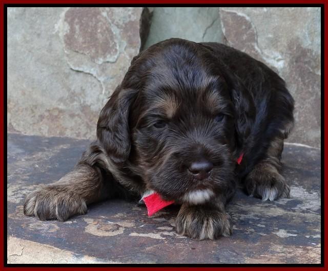 Shelby Duke pups 3 wks old 61