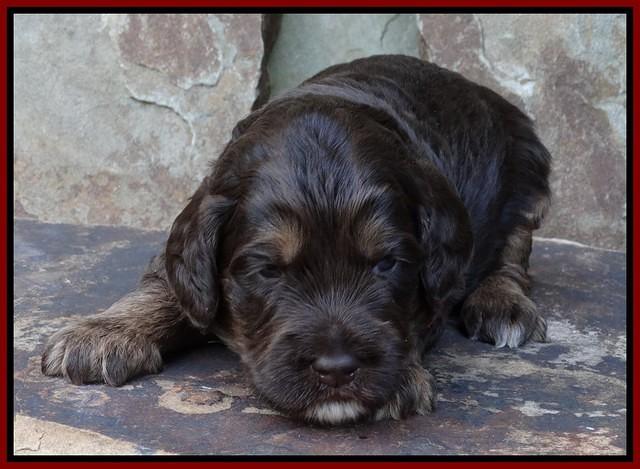 Shelby Duke pups 3 wks old 71
