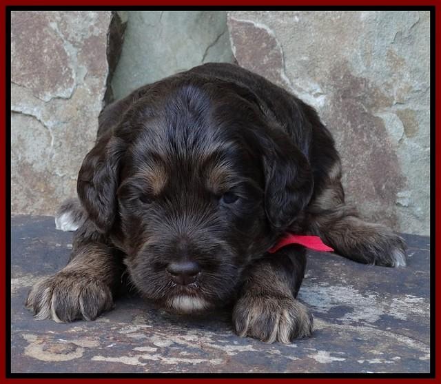 Shelby Duke pups 3 wks old 81