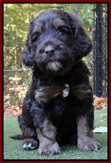 Shelby Duke pups 5 wks old101
