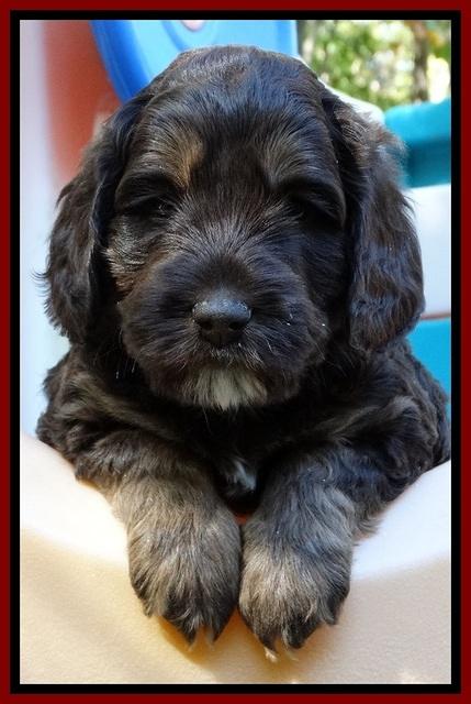 Shelby Duke pups 5 wks old111