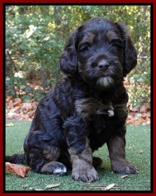 Shelby Duke pups 5 wks old81