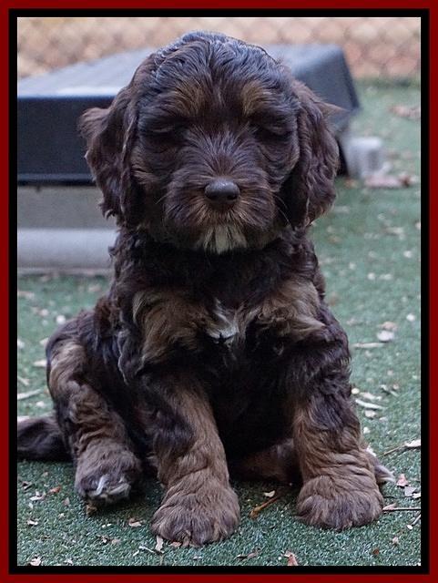 Shelby Duke pups 7 wks old 131