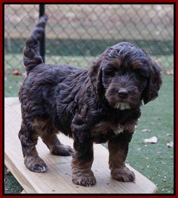 Shelby Duke pups 7 wks old 141