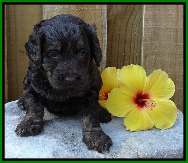 Shelby Duke pups 4 wks old 121