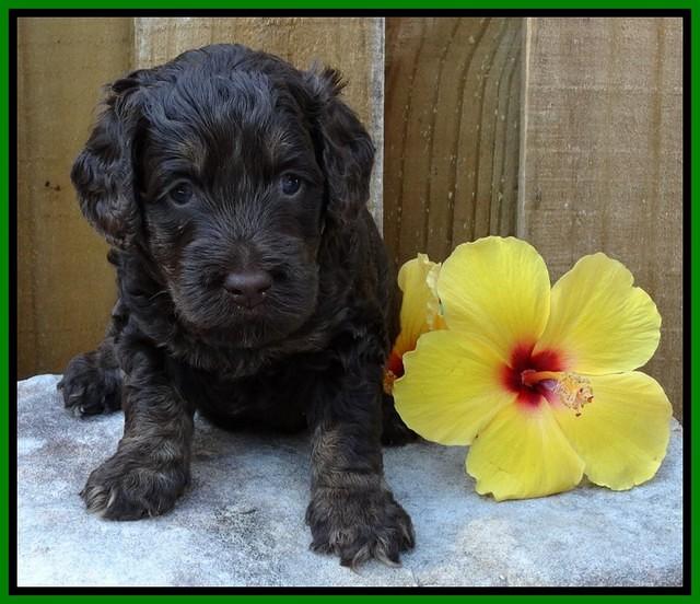 Shelby Duke pups 4 wks old 131