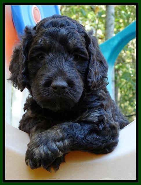 Shelby Duke pups 5 wks old141