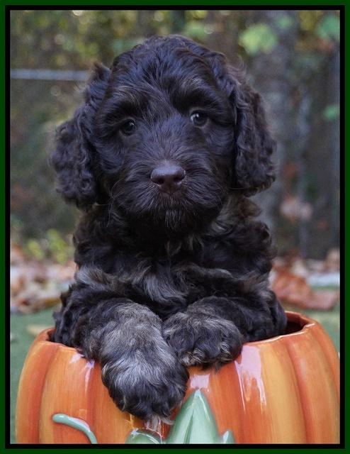 Shelby Duke pups 6 wks old 171