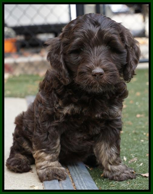 Shelby Duke pups 7 wks old 261