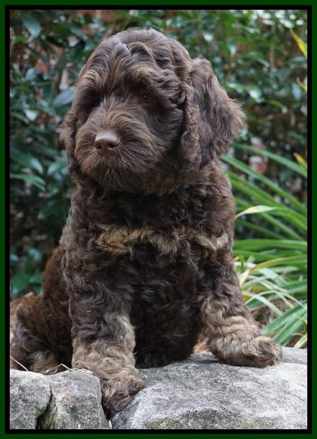 Shelby Duke pups 8 wks old 151