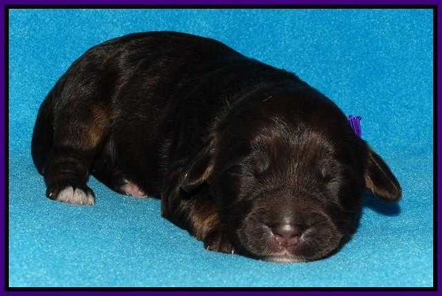 Shelby Duke pups 1 wk old 161