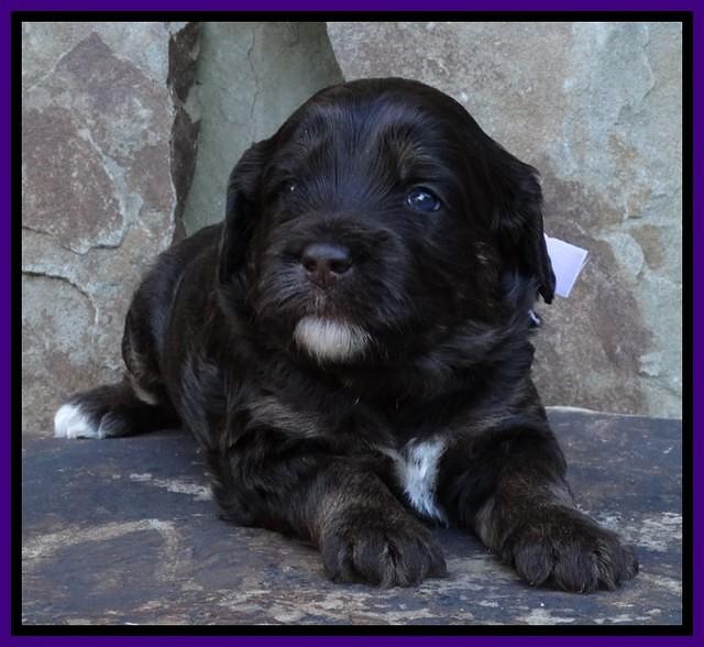 Shelby Duke pups 3 wks old 121