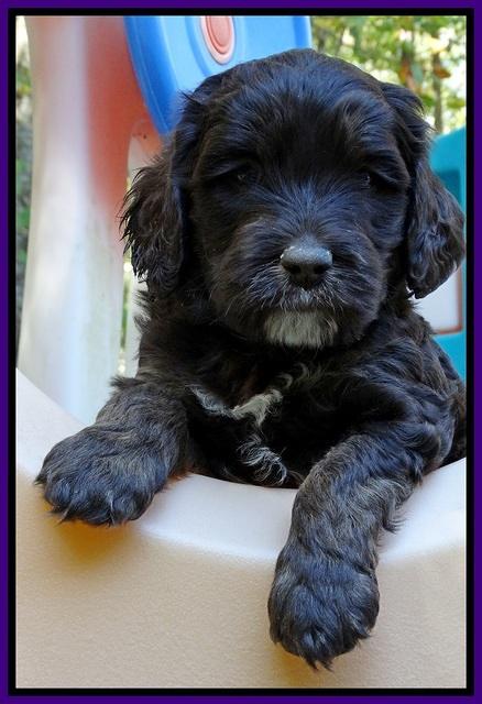 Shelby Duke pups 5 wks old181