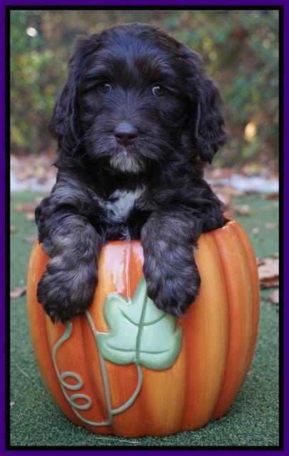 Shelby Duke pups 6 wks old 91